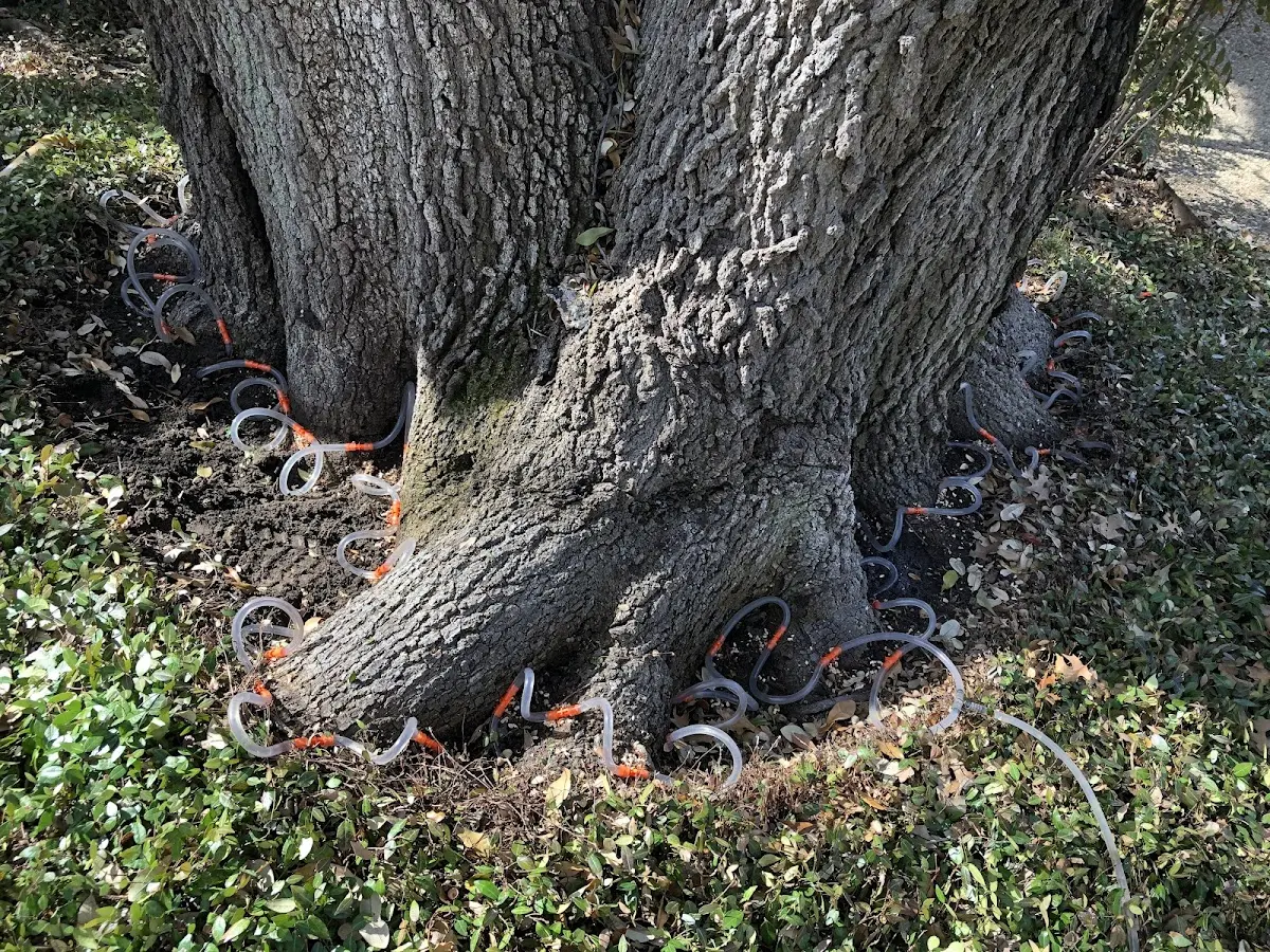 Detailed Tree Cabling and Bracing job site in Kewanee